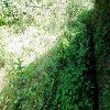 Plants: image 131 Of 208 Thumb